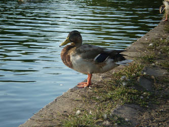 cute duck