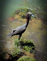 Coastal Bird