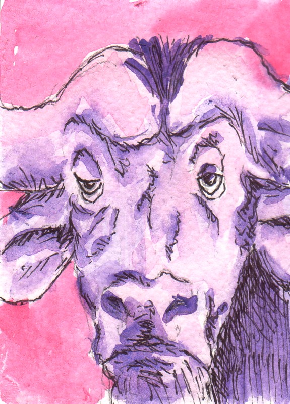 Strangely Pink African Buffalo