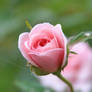 pink rose