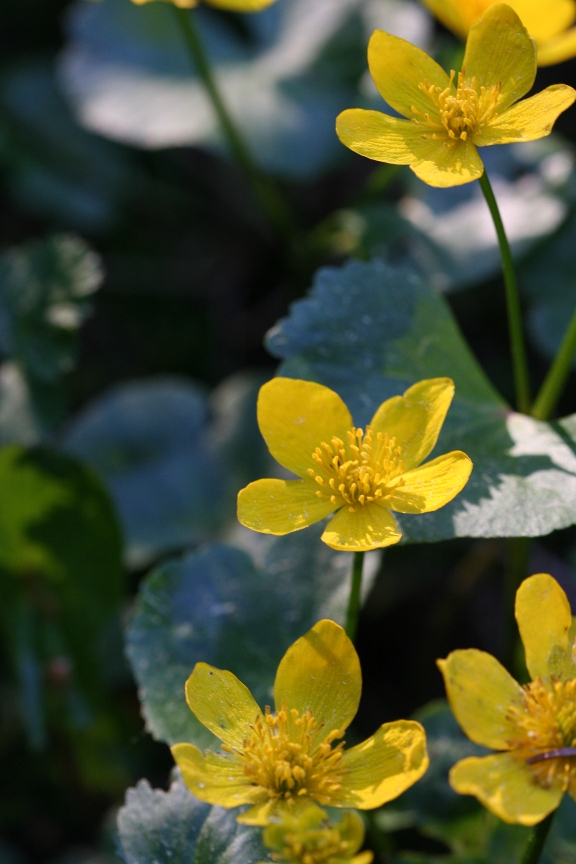 Golden Summer