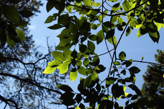 Leaves, Sky