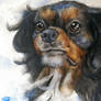 Black and Tan Cavalier