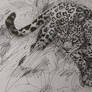 Leopard, Ink