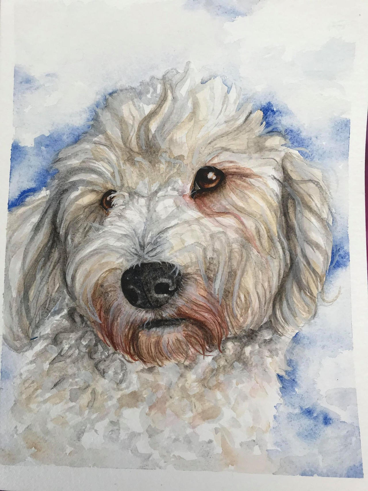 Cockapoo Ink Cockapoo by ShippoSketches on DeviantArt