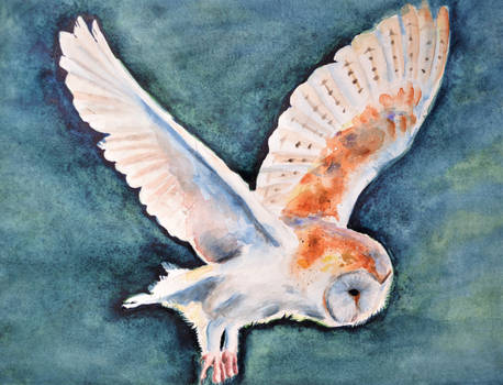 Watercolour owl