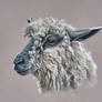 Pastel Sheep Portrait