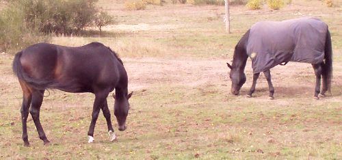 Grass over rides Interest