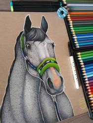 Horse portrait - gift for my loff-