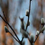 Spring catkins