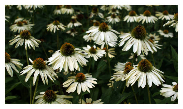 Coneflower's Paradise