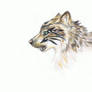 wolf cub sketch