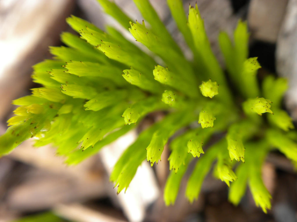 fungal anemone