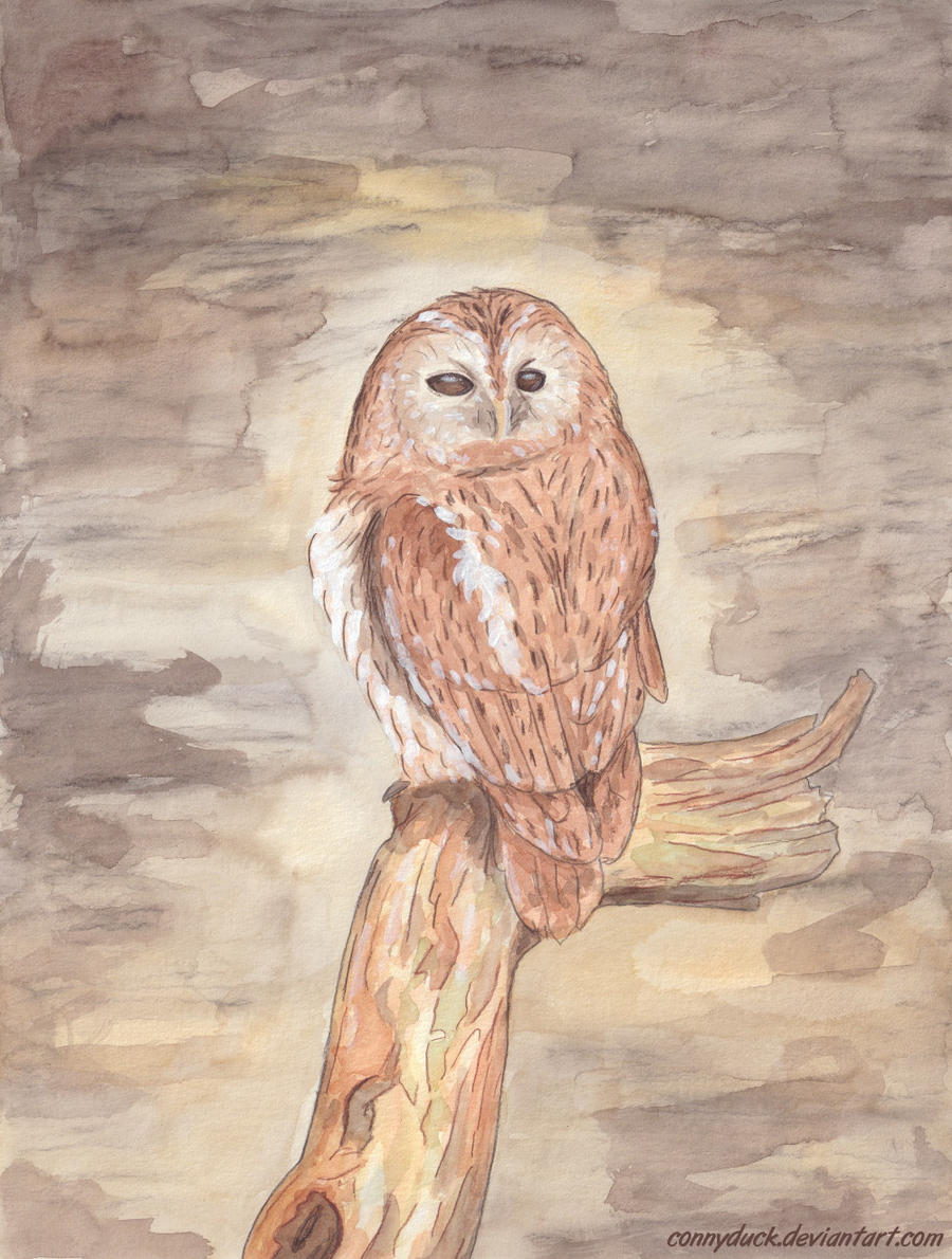 Owl