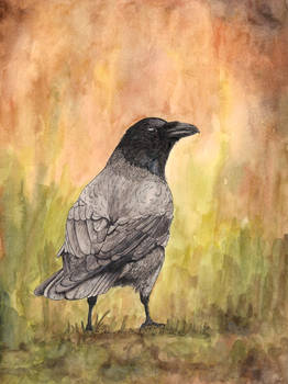 Crow