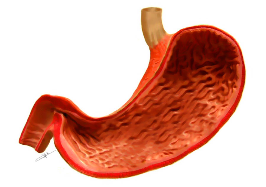 Biomedical Illustration - Stomach