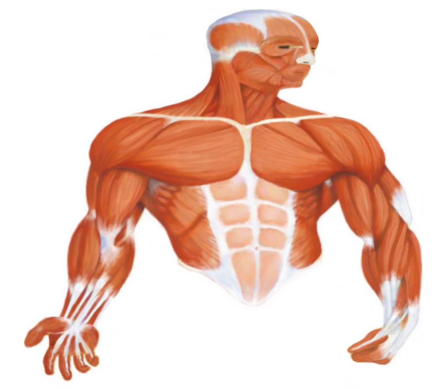 Muscle illustration