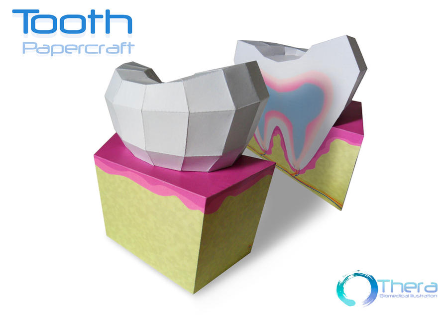 Tooth papercraft by Shinaig on DeviantArt