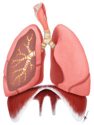 Respiratory System