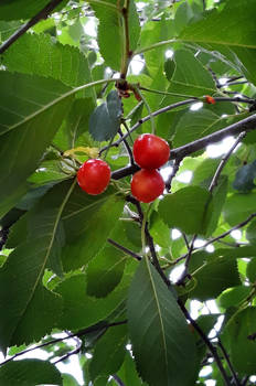 July 24 Cherries!