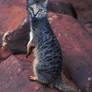 Meerkat-cat