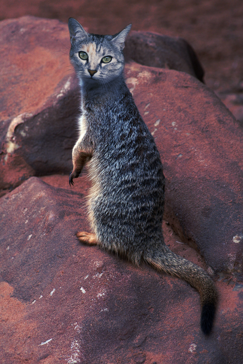 Meerkat-cat