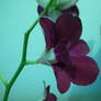 Our new lovely Orchid