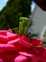 Mantis Style 4