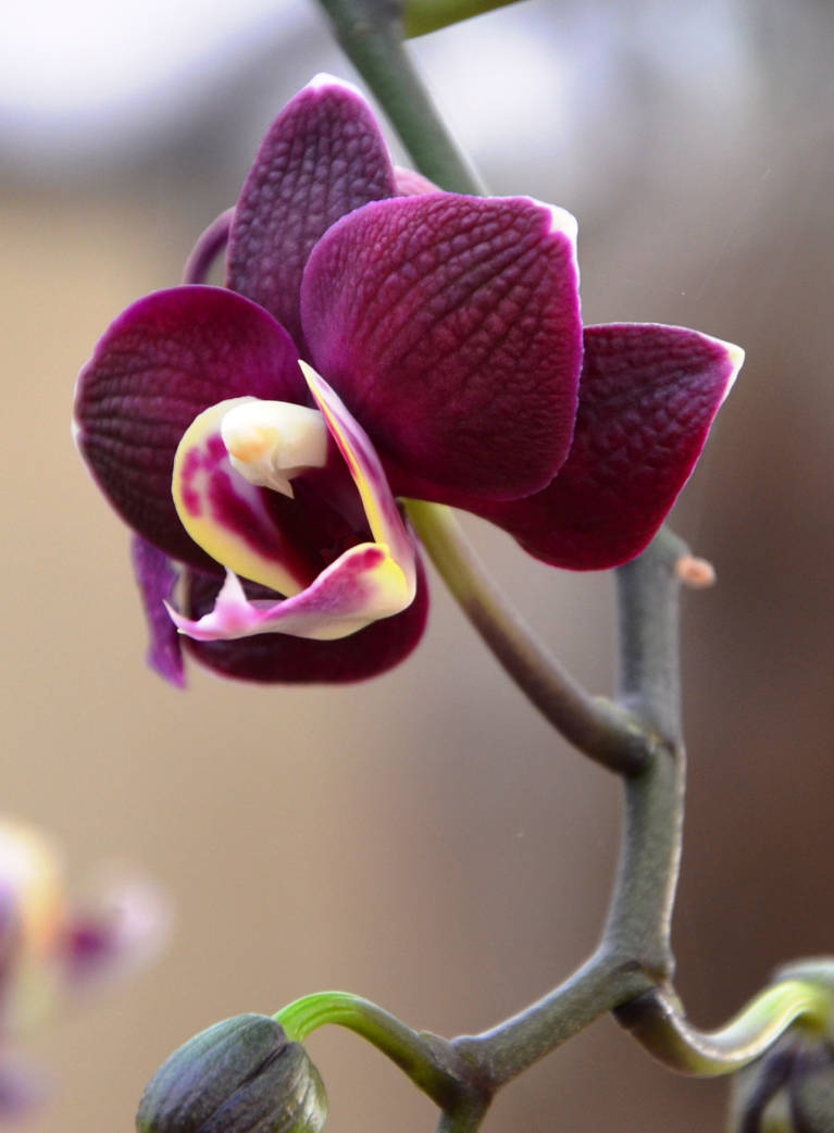 Orchid 3