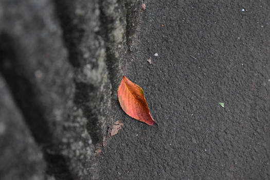 The First Leaf of Autum