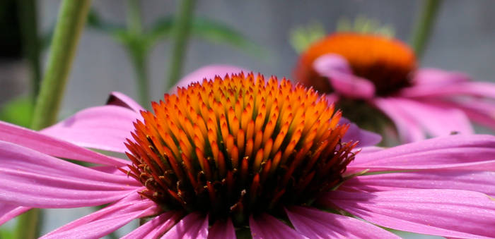 Pink flower canon 1200