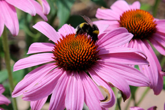 Pink flower and bumblebee Canon 1200