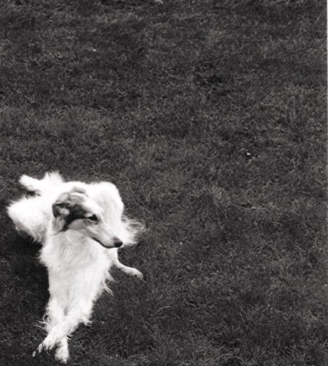 Borzoi in Grass