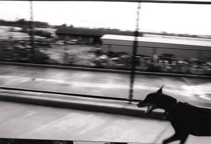 Sprinting Doberman