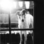 Borzoi Looking In