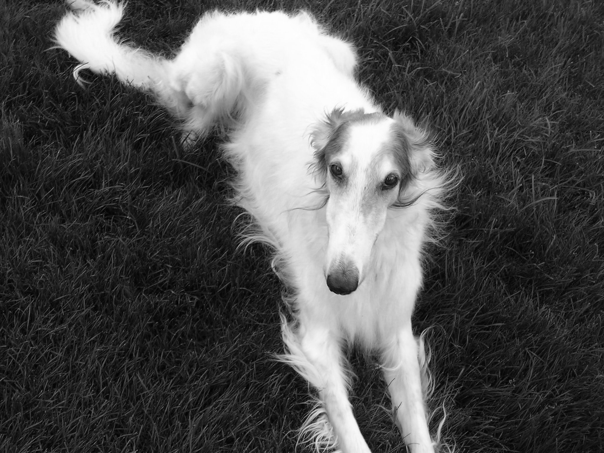 Borzoi in Grass 5