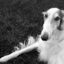 Borzoi in Grass 6