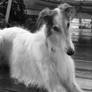 Pretty Borzoi