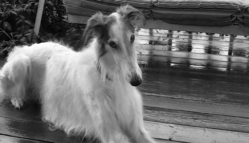 Pretty Borzoi