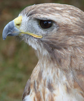 Red Tailed Hawk close up