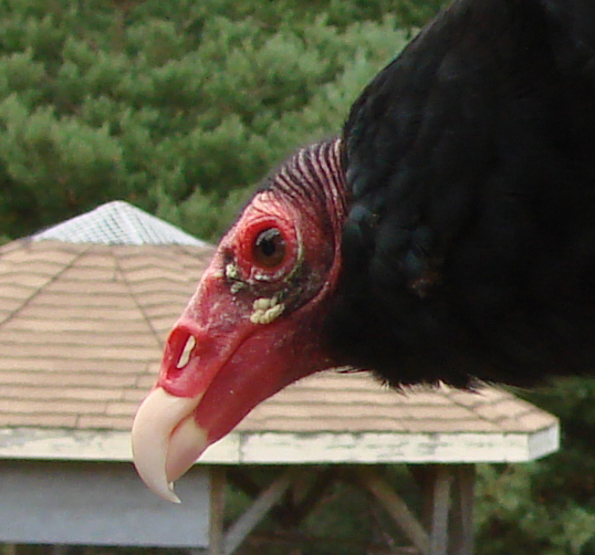 Turkey Vulture