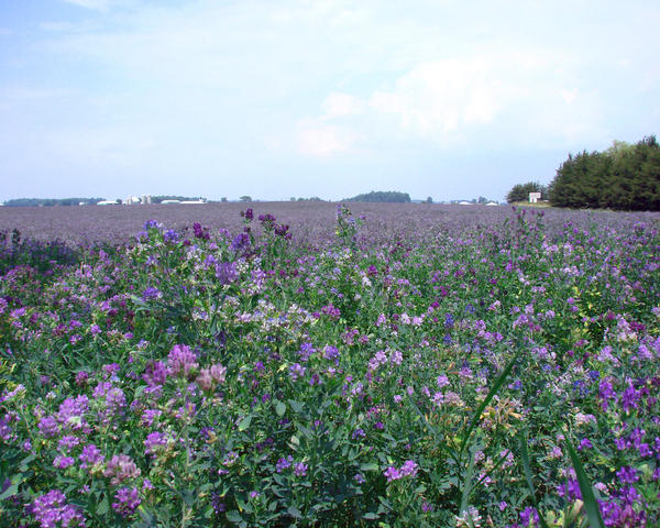 field of purple