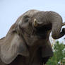 African Elephant II