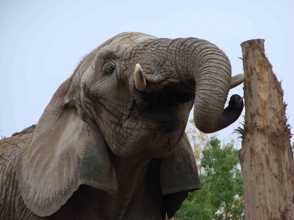 African Elephant II