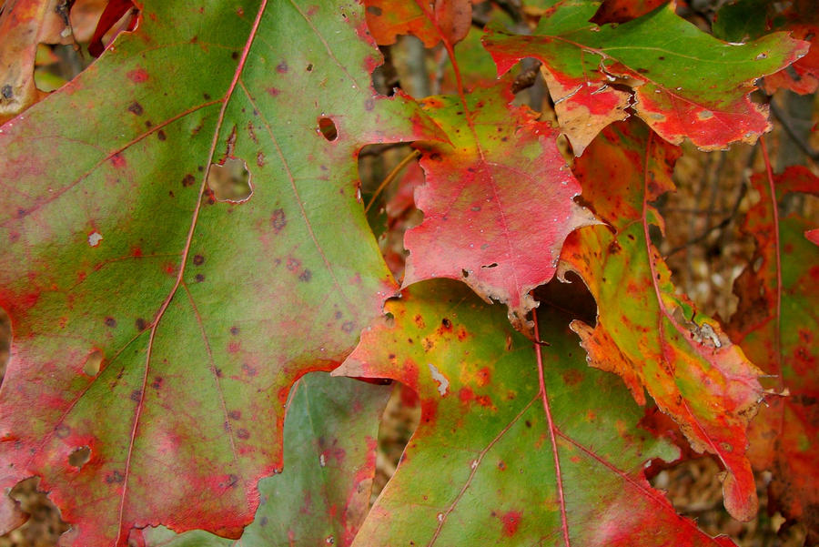 Oak Leaves