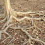 roots laid bare