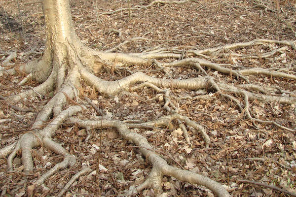 roots laid bare