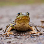 Bull Frog by asaph70