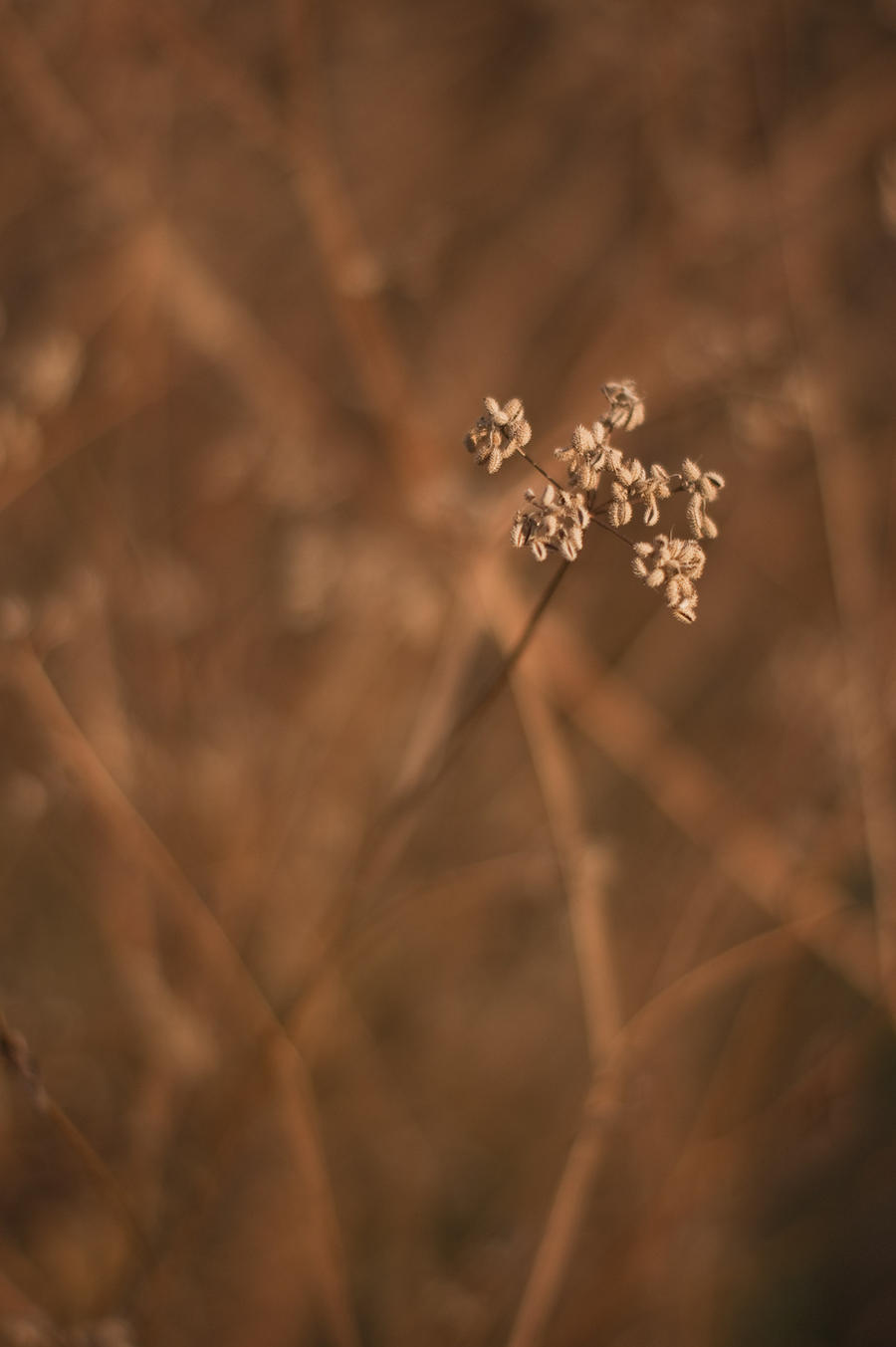 Queen Ann's Lace seed