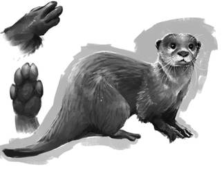 Otter Study